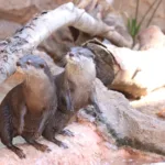 Asian Small Clawed Otters Now Swimming at Reid Park Zoo