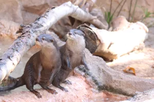 Asian Small Clawed Otters Now Swimming at Reid Park Zoo