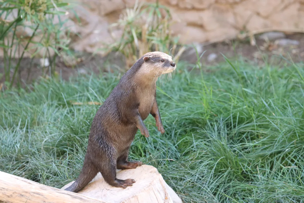 Otter little frei first day grass standing