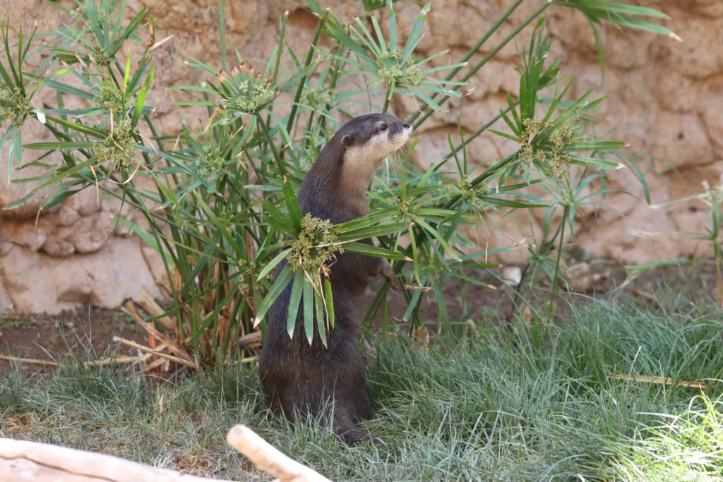 Otter little frei looking at umbrella grass3