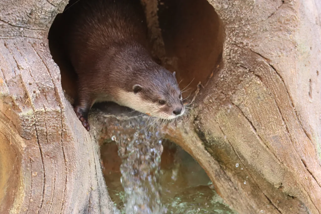 Otter little frei first day waterfall slide