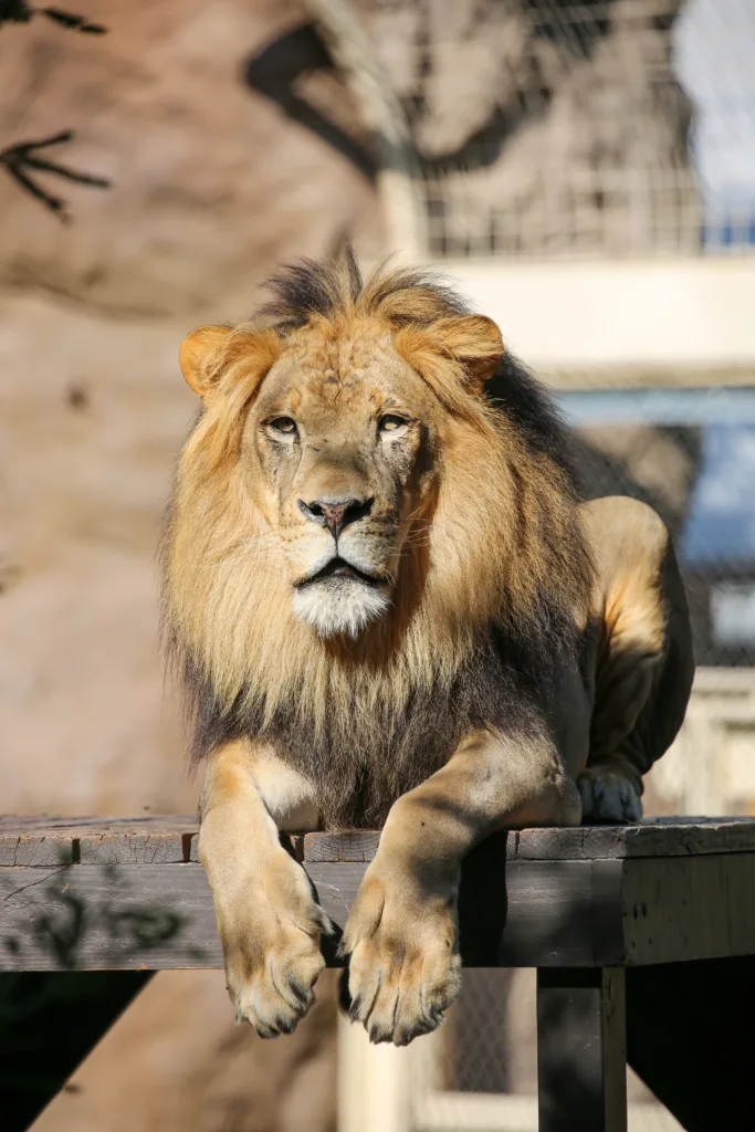 Tony lion laying on platform in the sun (4)