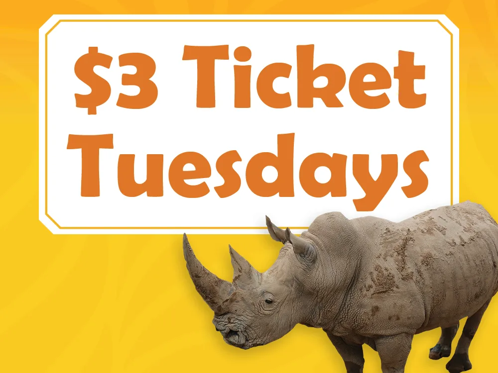 $3 Ticket Tuesdays in June and July