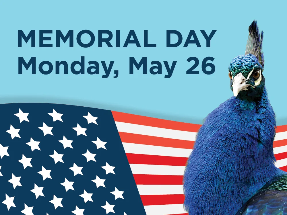 Web thumb memorial day 20252