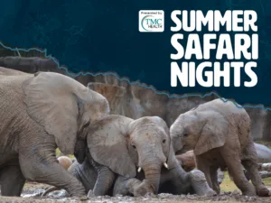 Summer Safari Nights 2025