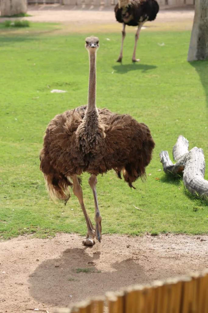 Ostrich ethel (2)
