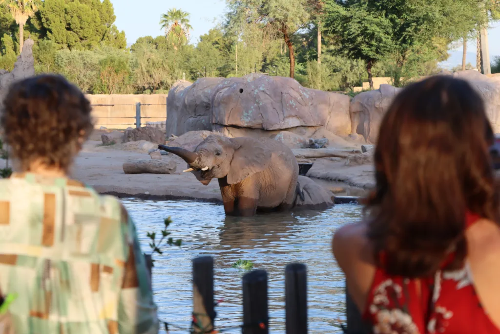 Crowd premium animal encounter nandi2