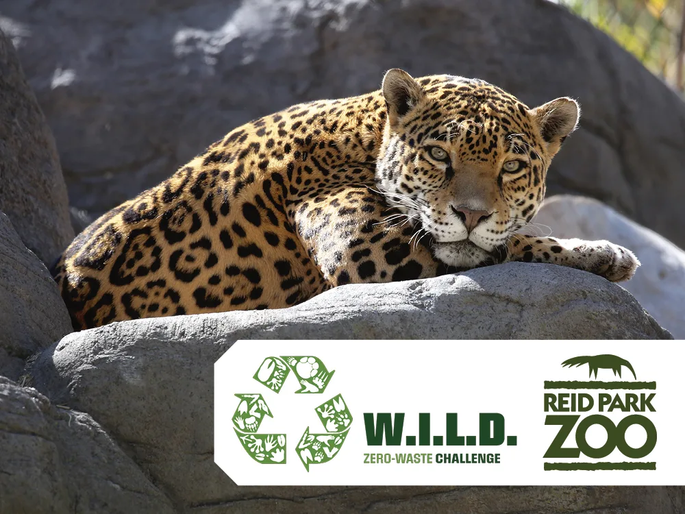 Go W.I.L.D. this July in the Zero-Waste Challenge