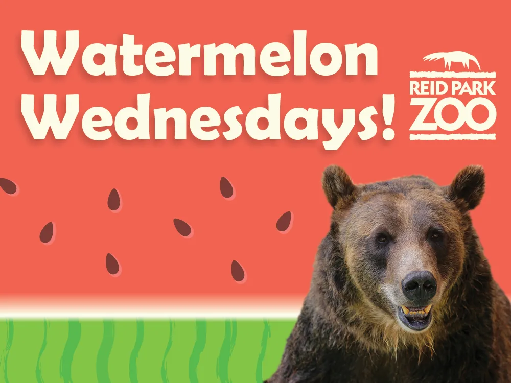 Web thumb watermelon wednesdays 2025 2