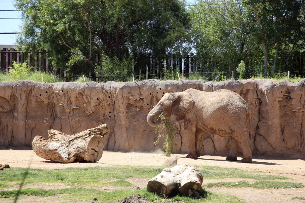 Elephant nandi june by wall browse branch