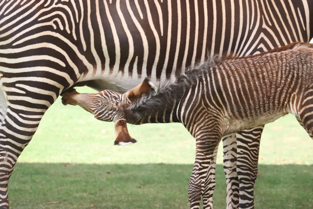 Zebra anna foal nursing2
