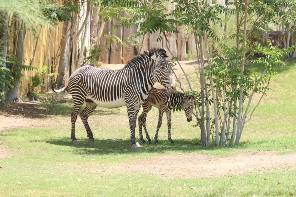 Zebra anna with foal