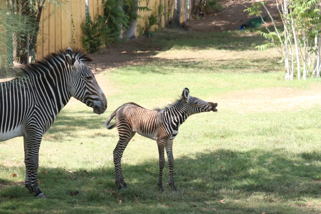 Zebra anna with foal yawning