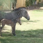 Endangered Grevy’s Zebra Foal Born at Reid Park Zoo