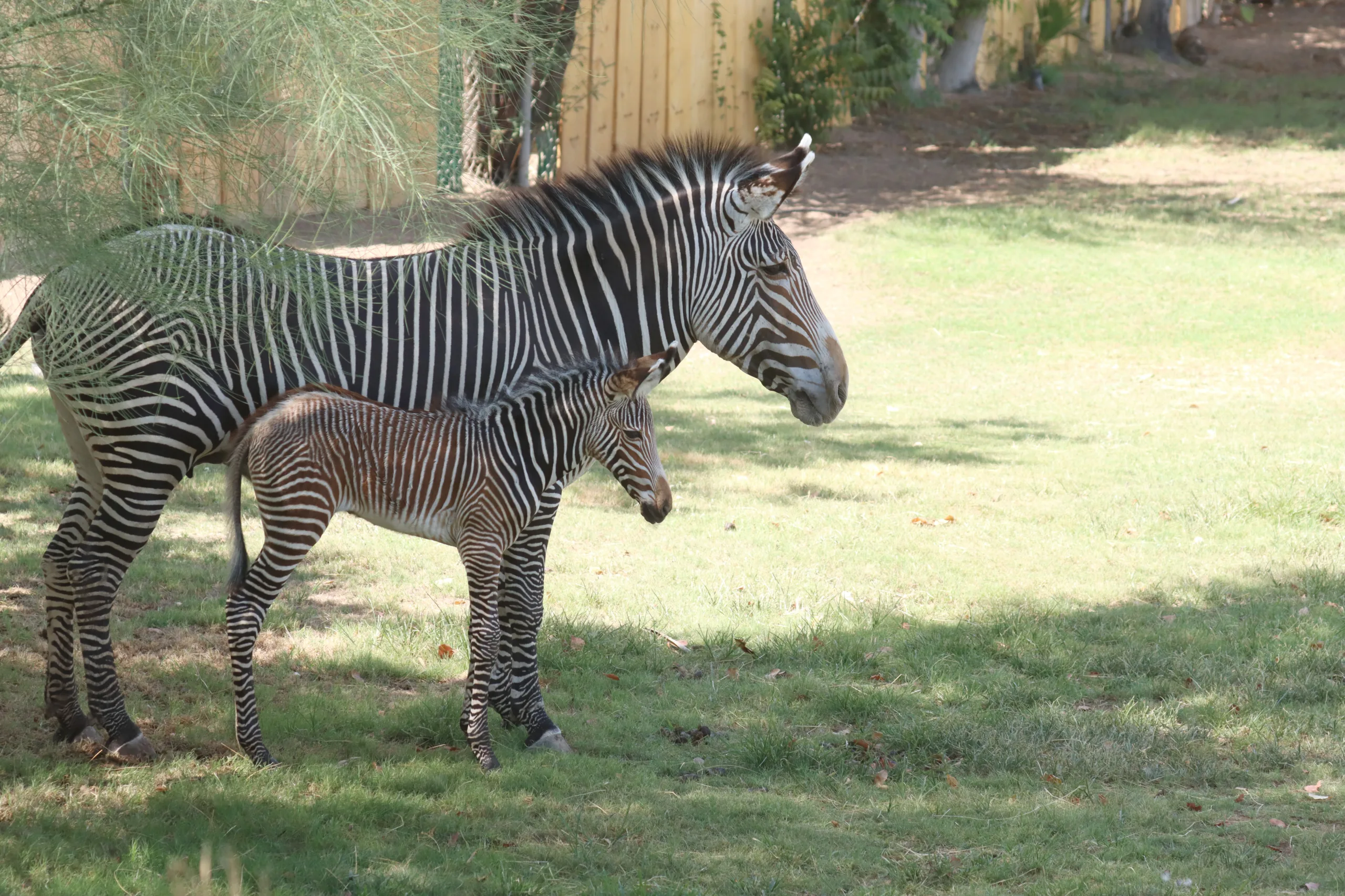 Endangered Grevy’s Zebra Foal Born at Reid Park Zoo