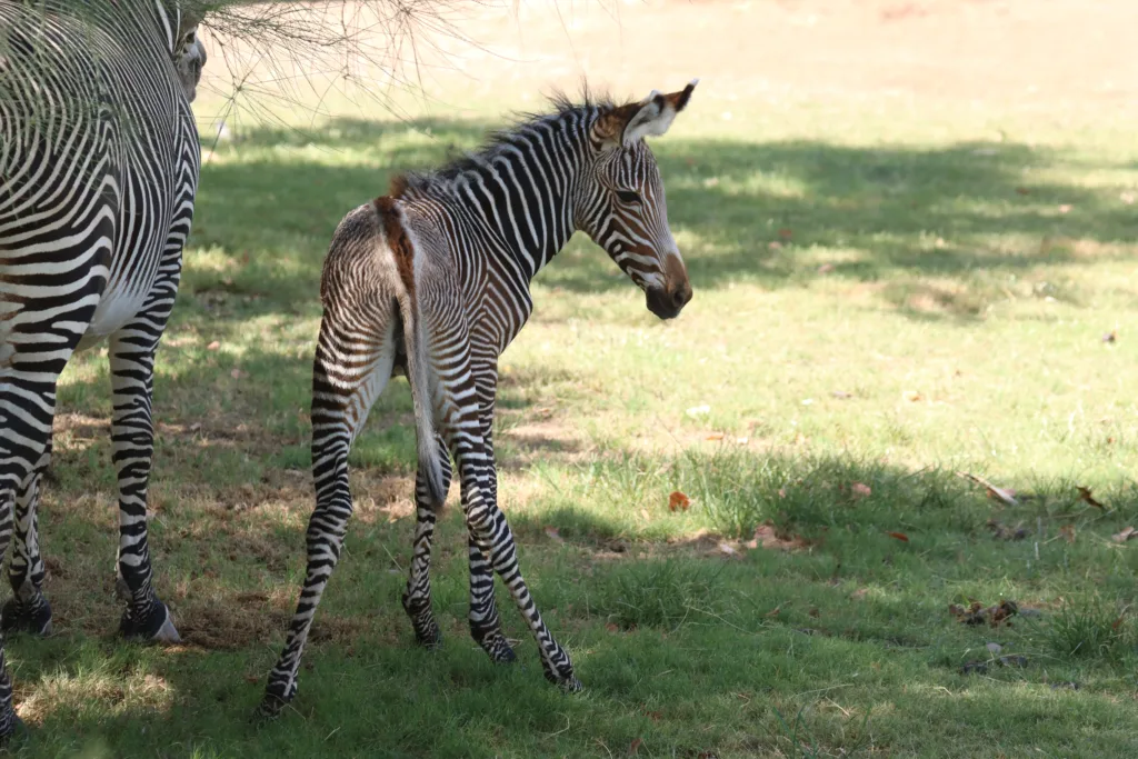 Zebra foal looking back