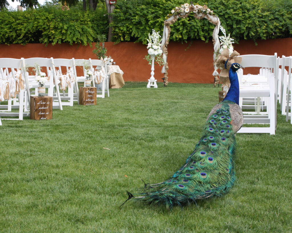 Peacock in aisle (1)