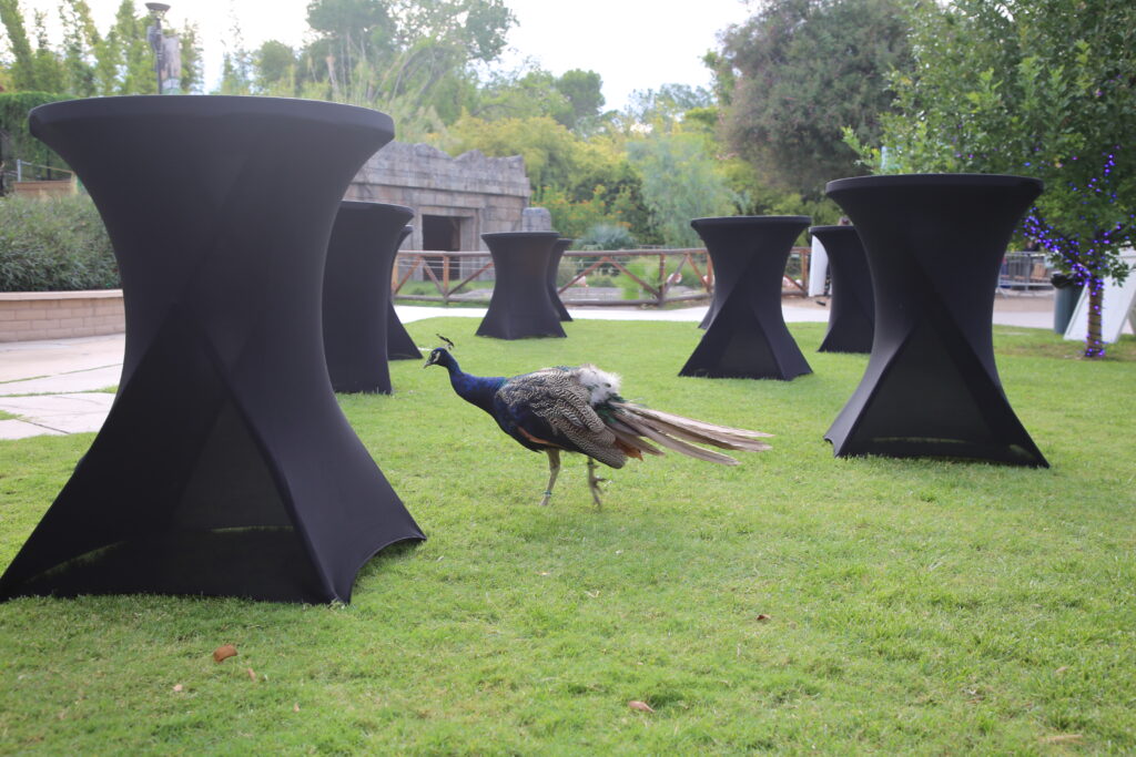 Set up cocktail tables peacock (1)
