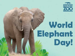 World Elephant Day