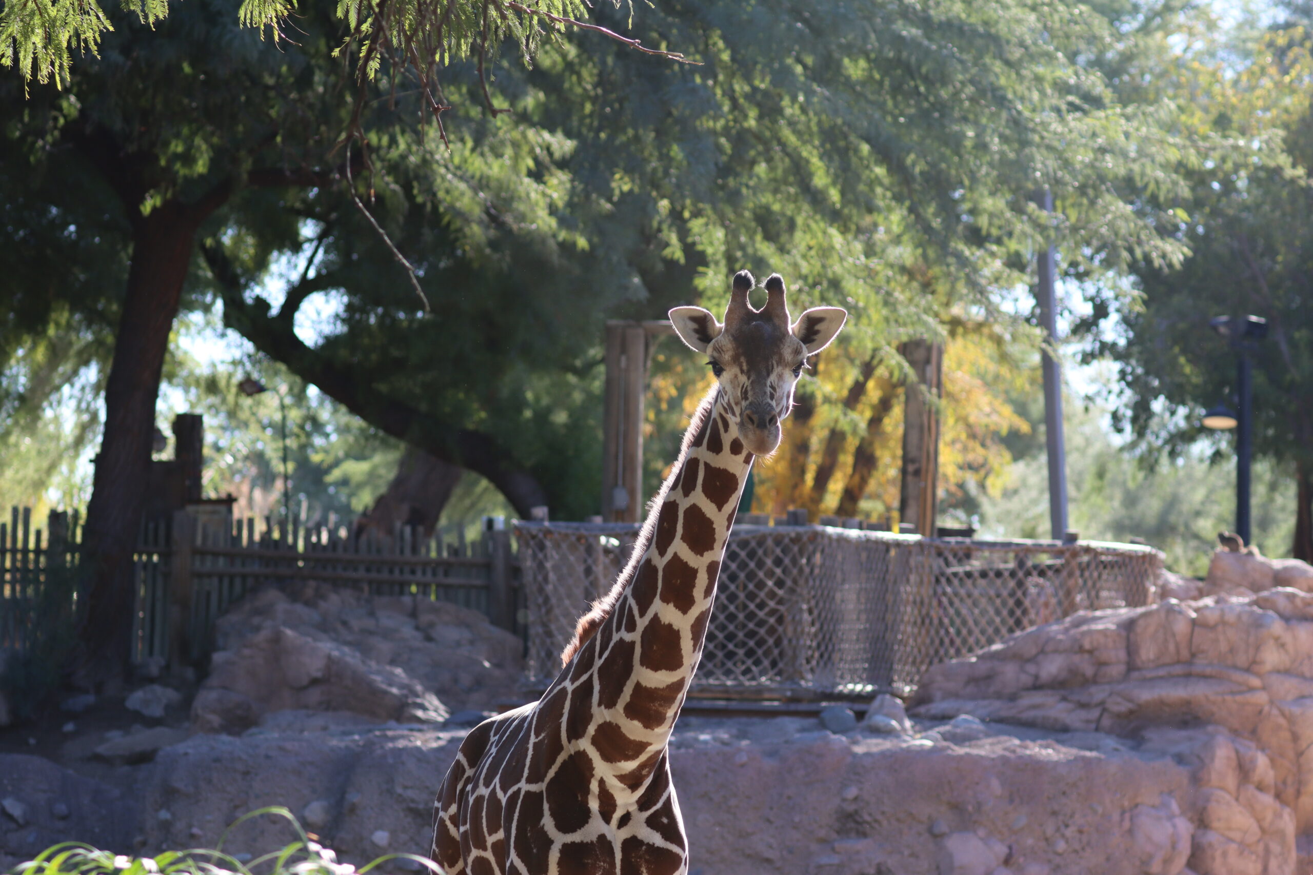Reid Park Zoo’s Youngest Giraffe Leaving to Join a New Zoo Family