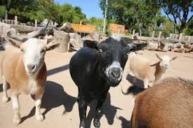Goats