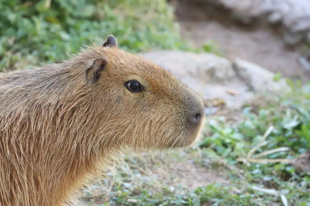Capybara Chocolate Arrival Grass Close Up