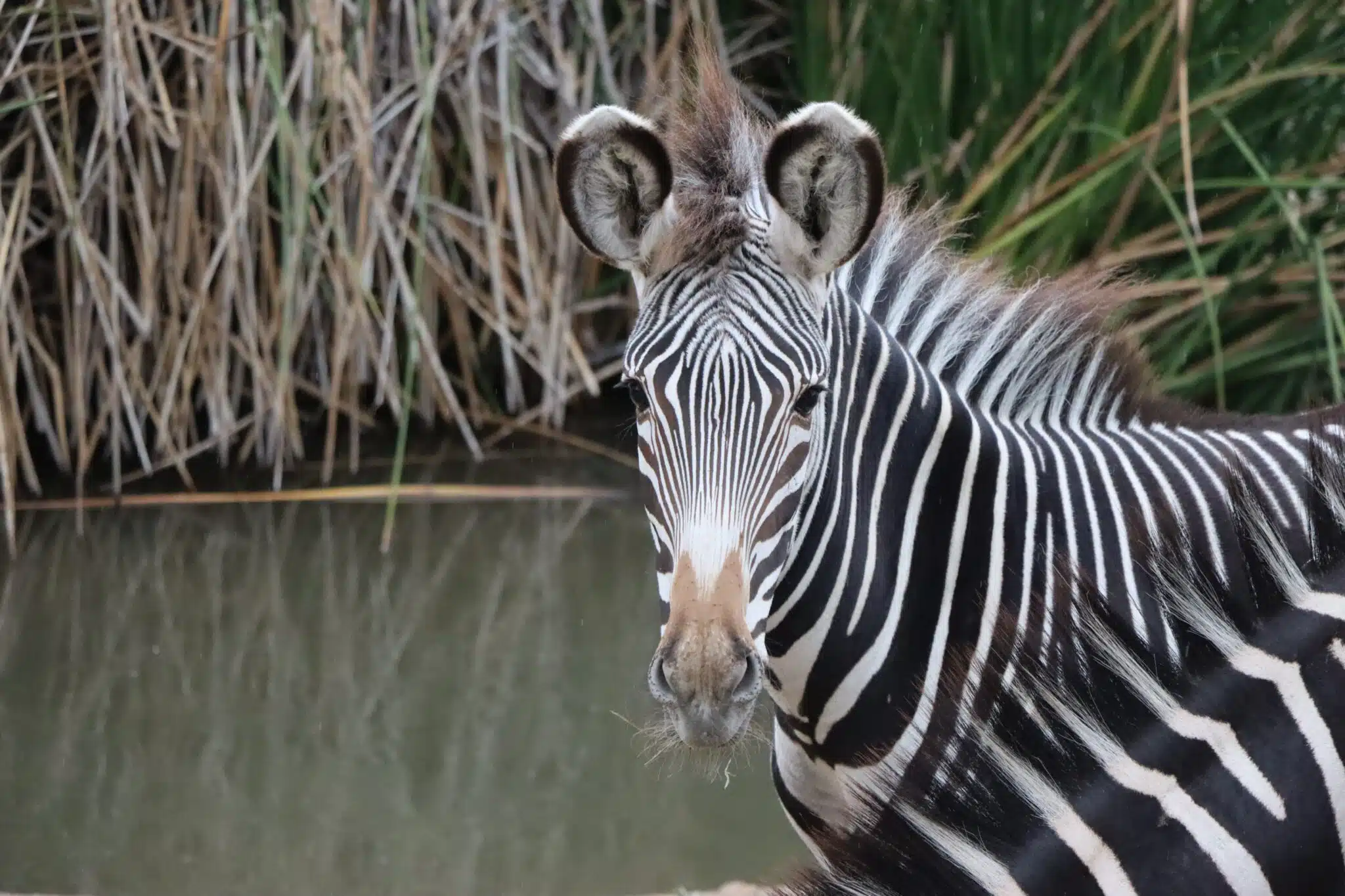 Grevy’s Zebra – Reid Park Zoo