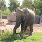 Clean Up Your Yard and Feed An Elephant
