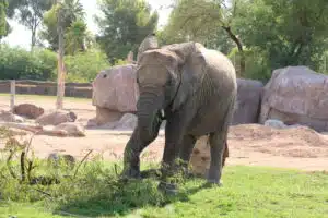 Clean Up Your Yard and Feed An Elephant