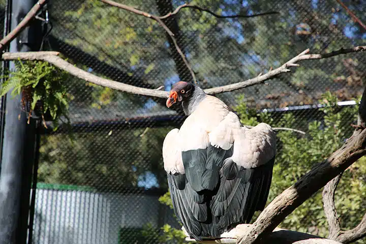 King Vulture Leslie Preening2