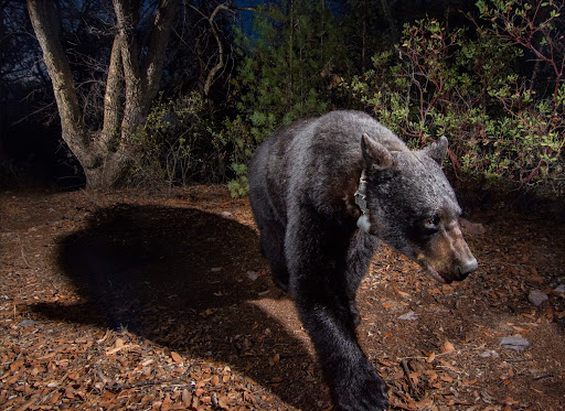 Collared black bear