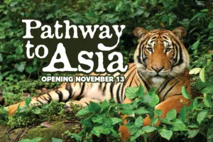 Pathway to Asia Opens November 13