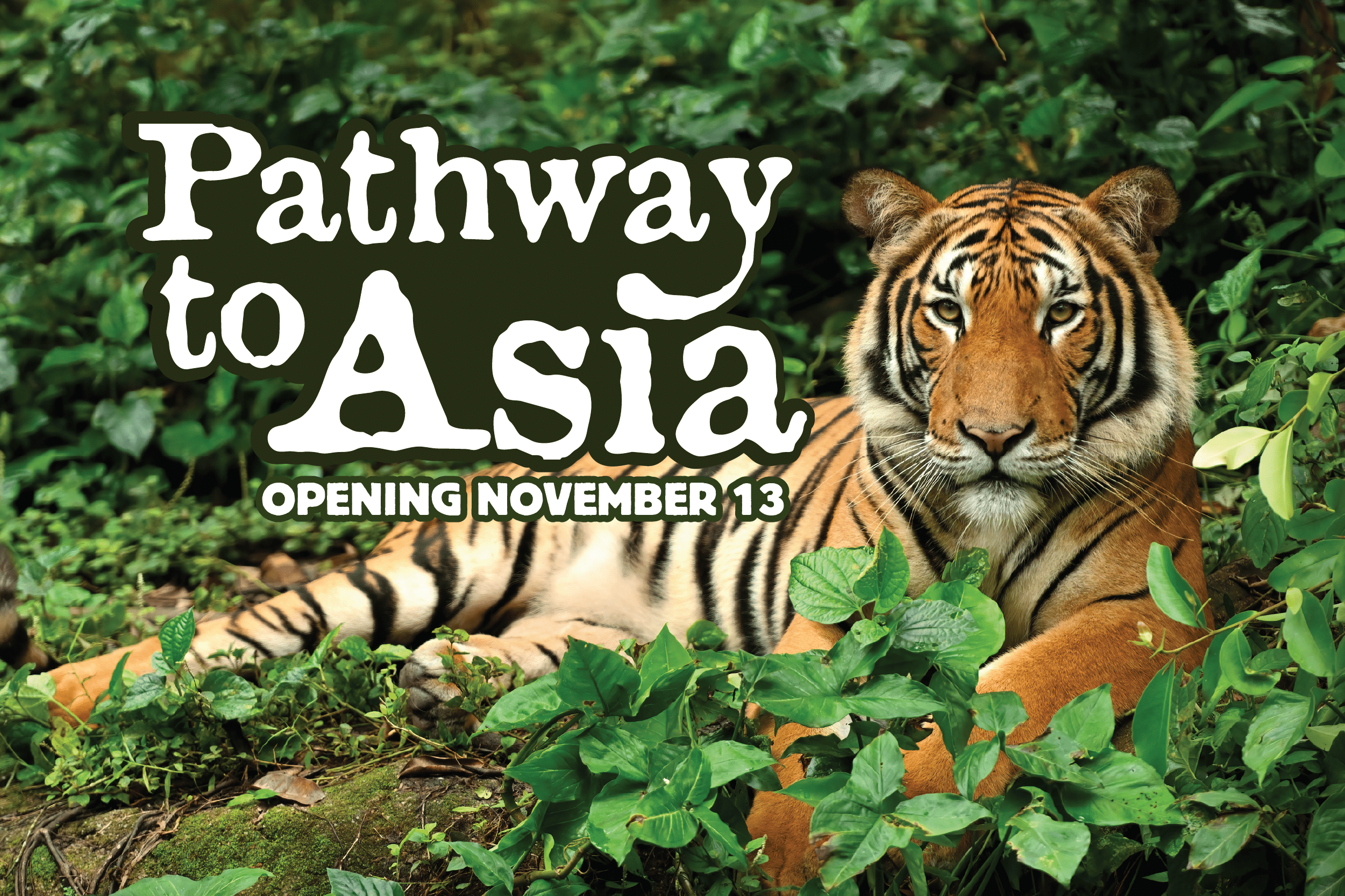 Pathway to Asia Opens November 13