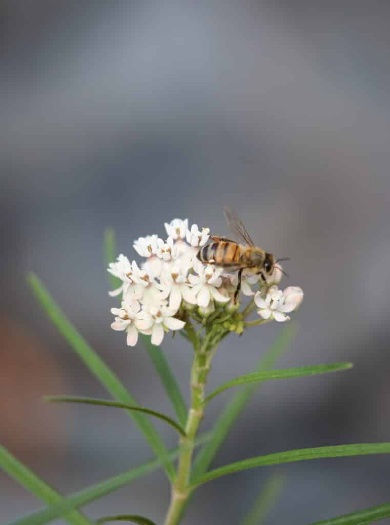 Honey Bee Arizona Milkweed