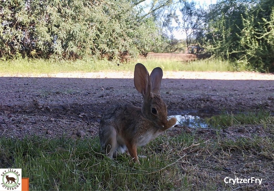 Pond Aug 2022 Cottontail Grooming CrytzerFry