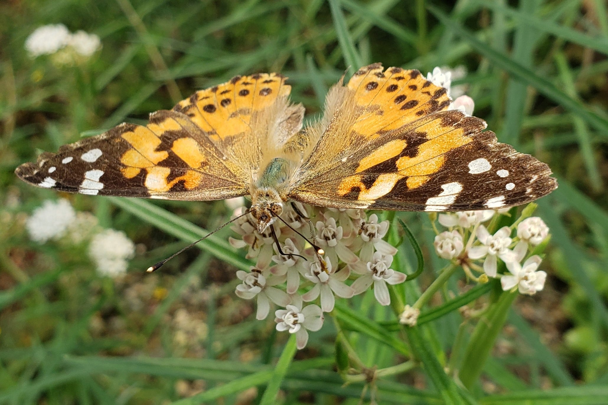 Pollinator Gardening with Native Plants